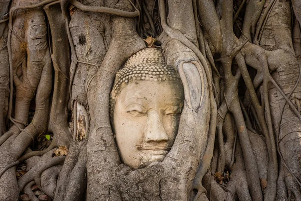 Boeddha Hoofd Ingebed Een Banyan Tree Ayutthaya Thailand — Stockfoto