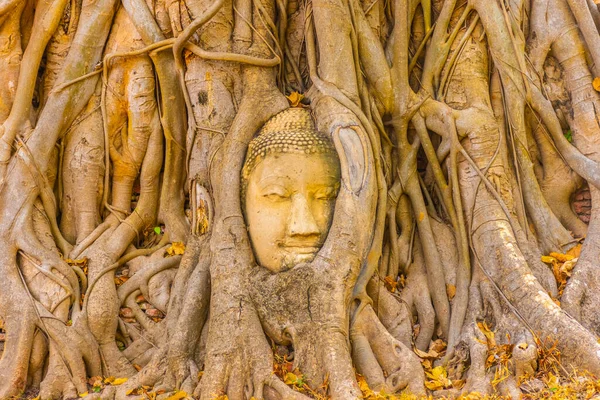 Βούδα Κεφάλι Ενσωματωμένο Ένα Δέντρο Banyan Στην Ayutthaya Ταϊλάνδη — Φωτογραφία Αρχείου