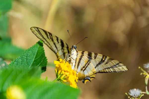 Scarce Swallowtail Eating Yellow Flower — Stock Photo, Image