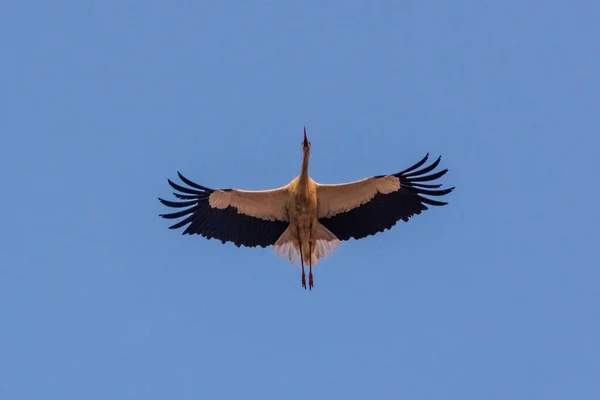 Uma Grande Cegonha Voando Nos Céus Marrakech Marrocos — Fotografia de Stock