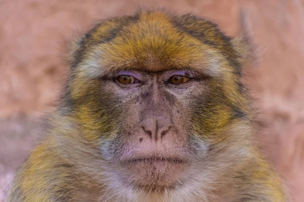 Portrét Divoké Barbarské Opice Maroko — Stock fotografie