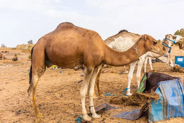 낙타들 이사하라 사막의 수용소에서 모로코 — 스톡 사진