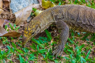 Singapur Botanik Bahçesinde Asya Su İzleme Kertenkelesi