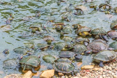 Singapur Botanik Bahçeleri 'ndeki Chrysemys Picta ya da boyalı kaplumbağa grubu.