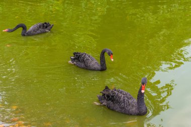 Singapur Botanik Bahçeleri 'ndeki Chrysemys Picta ya da boyalı kaplumbağa.