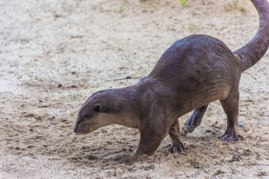 Singapur 'da, körfez kenarında vahşi su samuru.