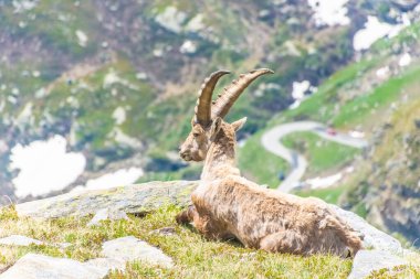 İtalya 'daki Gran Paradiso Ulusal Parkı' nın karlı dağlarında güzel dağ keçisi.