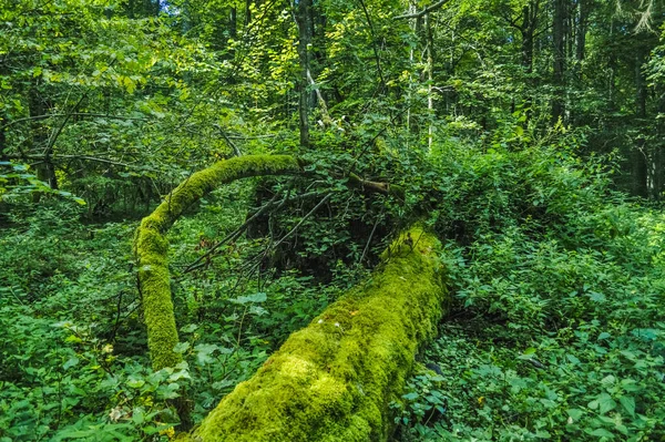 Landschap Van Het Oerwoud Van Bialowieza Polen Belarus — Stockfoto