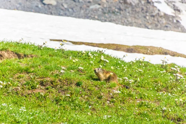Marmota Paisaje Nevado Del Parque Nacional Gran Paradiso Italia — Foto de Stock