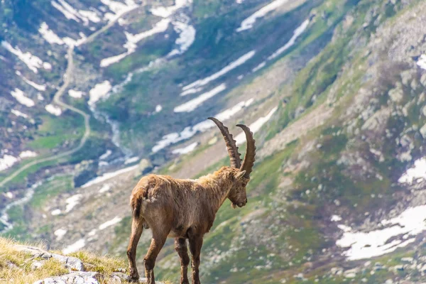 Prachtige Alpiene Steenbok Besneeuwde Bergen Van Gran Paradiso National Park — Stockfoto