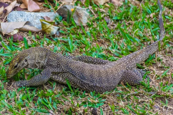 Asiatische Wasserwarane Botanischen Garten Von Singapur — Stockfoto