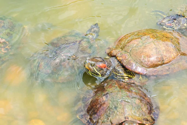 Chrysemys Picta Eller Målad Sköldpadda Singapore Botaniska Trädgårdar — Stockfoto