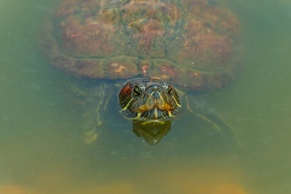 Chrysemys Picta Lub Malowany Żółw Ogrodach Botanicznych Singapuru — Zdjęcie stockowe