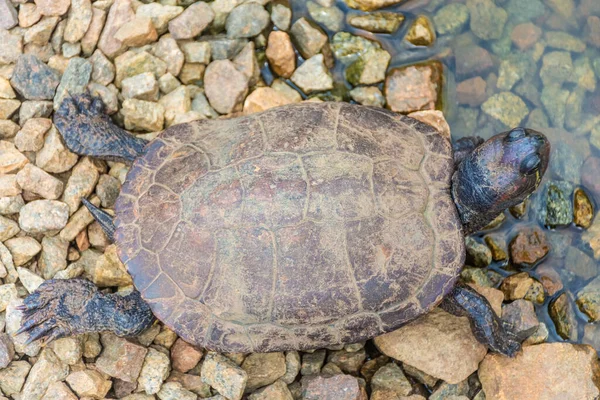 Chrysemys Picta Tortuga Pintada Los Jardines Botánicos Singapur — Foto de Stock