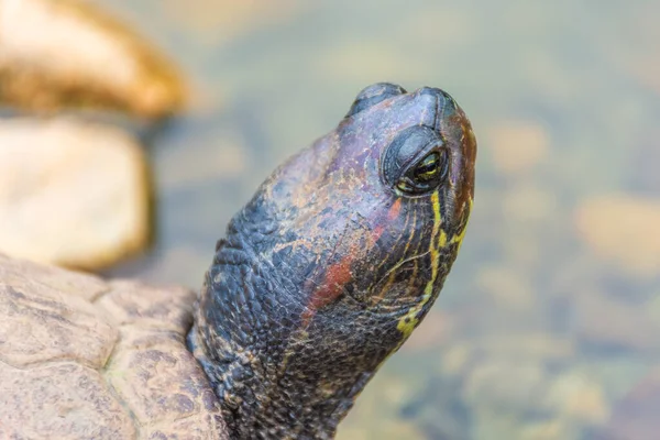 Chrysemys Picta Eller Målad Sköldpadda Singapore Botaniska Trädgårdar — Stockfoto