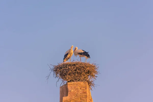 Casal Cegonhas Seu Ninho Sobre Kasbah Marrakech Morocco — Fotografia de Stock