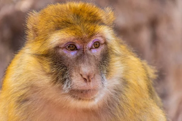 Zblízka Barbarské Opice Maroko — Stock fotografie