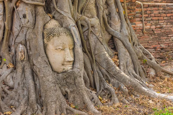 位于泰国Ayutthaya的Banyan树的佛头 — 图库照片