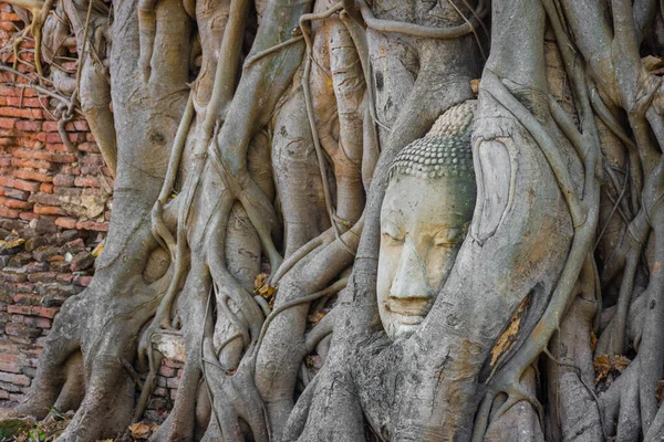 位于泰国Ayutthaya的Banyan树的佛头 — 图库照片