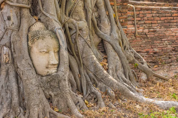 Cabeça Buda Embutida Uma Árvore Banyan Ayutthaya Tailândia — Fotografia de Stock