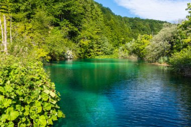 Hırvatistan 'ın Plitvice Göllerinin kristal suyu