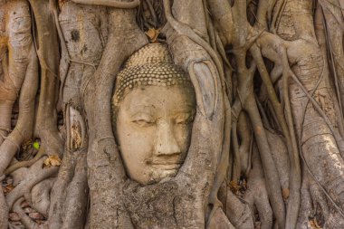 Buda kafası Ayutthaya, Tayland 'da bir Banyan ağacına gömülü.