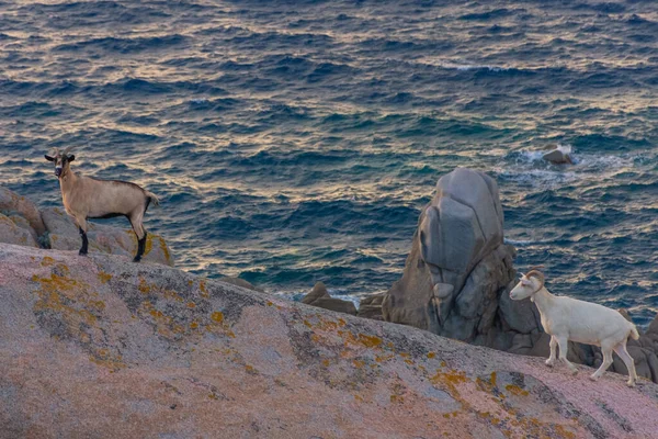 Cabras Junto Mar Cerdeña — Foto de Stock