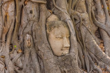 Buda kafası Ayutthaya, Tayland 'da bir Banyan ağacına gömülü.