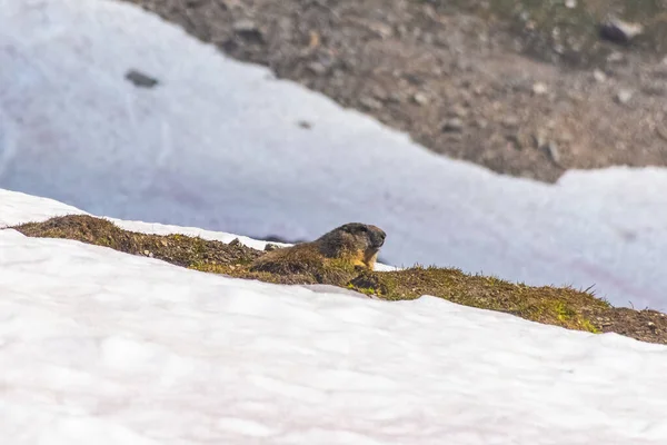 Marmot Zasněžené Krajině Národního Parku Gran Paradiso Itálie — Stock fotografie