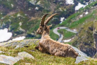 İtalya 'daki Gran Paradiso Ulusal Parkı' nın karlı dağlarında güzel dağ keçisi.