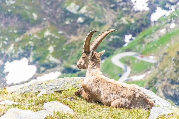Krásný Alpský Kozorožec Zasněžených Horách Národního Parku Gran Paradiso Itálii — Stock fotografie