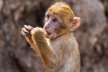 Fas 'ta küçük sevimli vahşi maymun yiyor.