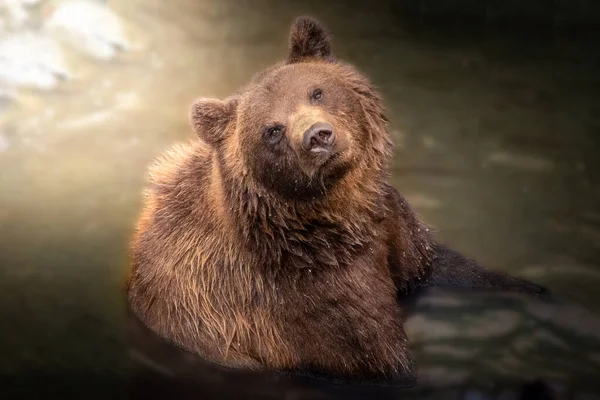 Belo Urso Marrom Selvagem Olhando Para Câmera Enquanto Nadava — Fotografia de Stock