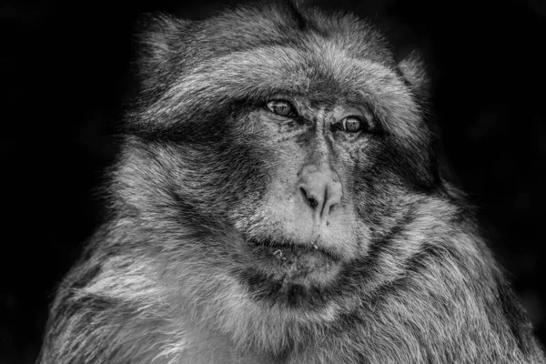 Retrato Velho Macaco Bárbaro Selvagem Marrocos — Fotografia de Stock