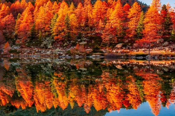 Amazing Reflections Red Leaves Trees Lake Arpy Alps Aosta Valley — Stock Photo, Image