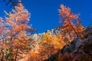 İtalya, Aosta Vadisi 'nde kırmızı yapraklı güzel sonbahar patikası