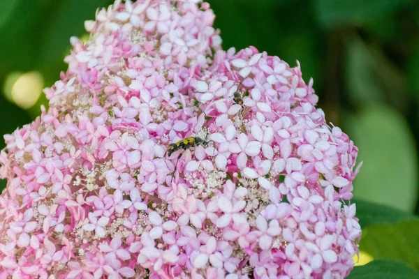 Кетония Аурата Рутпела Макулата Над Розовым Цветком — стоковое фото