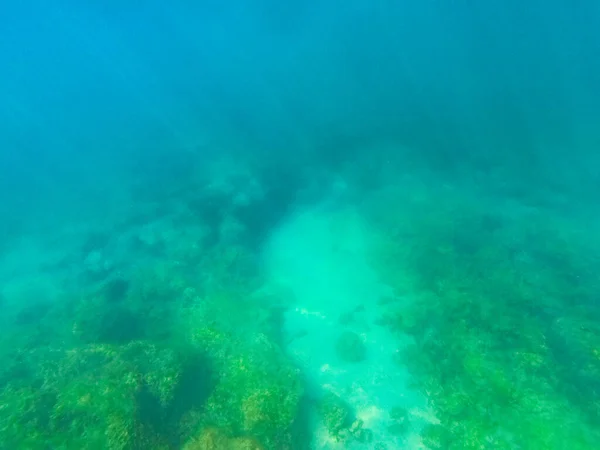 Underwater Landscape Fishes Wildlife Adriatic Sea Salento Apulia Italy — Stock Photo, Image