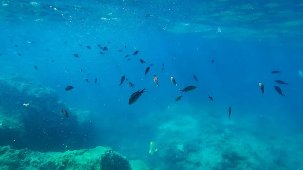 Подводный Пейзаж Рыбами Дикой Природой Адриатическом Море Саленто Апулия Италия — стоковое фото