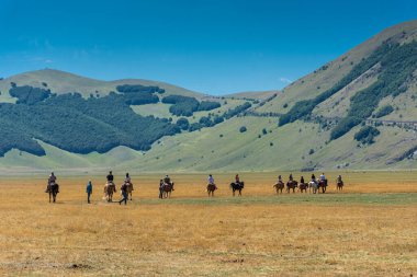 CASTELLUCCIO DI NORCIA, İtalya, 26 AĞUSTOS 2021: Umbria Vadisi 'ndeki atlar