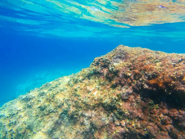 Underwater Landscape Fishes Wildlife Adriatic Sea Salento Apulia Italy — Stock Photo, Image