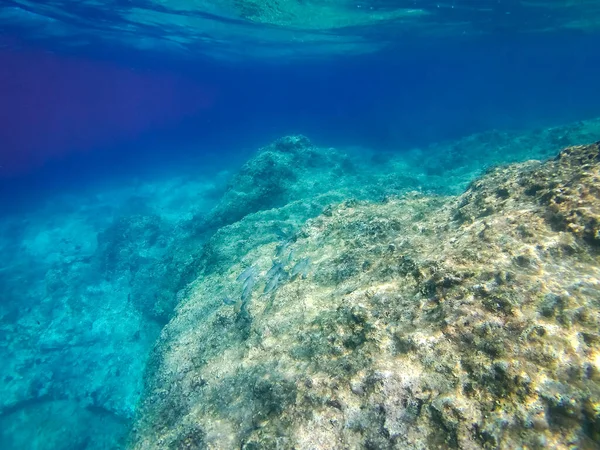 Underwater Landscape Fishes Wildlife Adriatic Sea Salento Apulia Italy — Stock Photo, Image