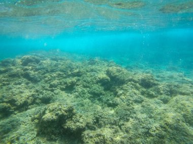 Salento, Apulia, İtalya 'daki Adriyatik Denizi' nde balık ve vahşi yaşam içeren sualtı manzarası