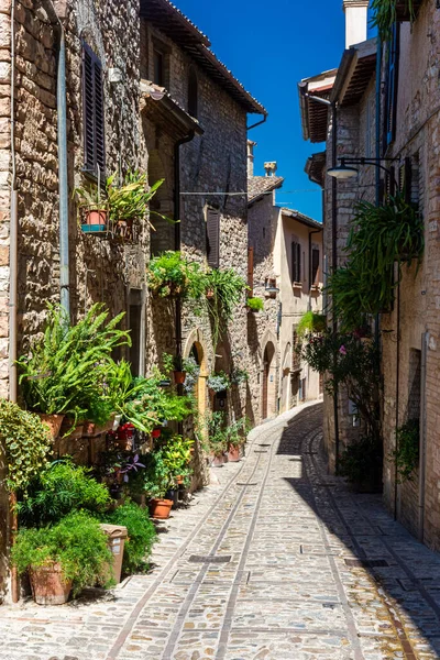 Spello, Umbria, İtalya 'nın tarihi merkezinde çiçekleri ve bitkileri olan güzel bir ortaçağ caddesi.