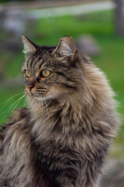 Atina, Yunanistan 'da güzel vahşi kedi