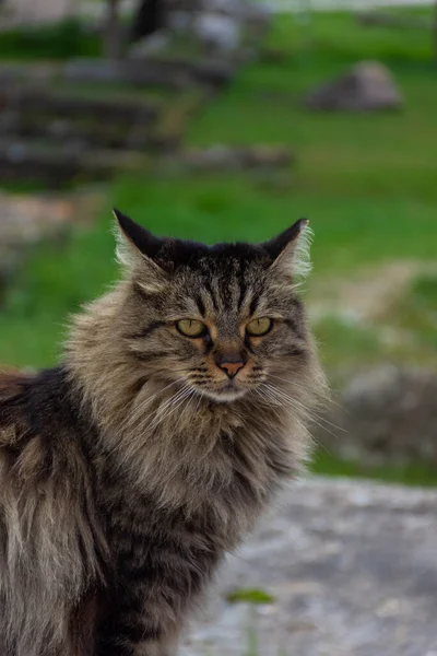 Belo Gato Selvagem Perto Atenas Grécia — Fotografia de Stock