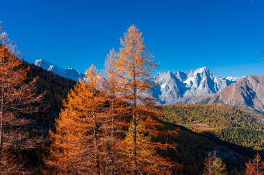 İtalya, Aosta Vadisi 'nde kırmızı yapraklı güzel sonbahar patikası