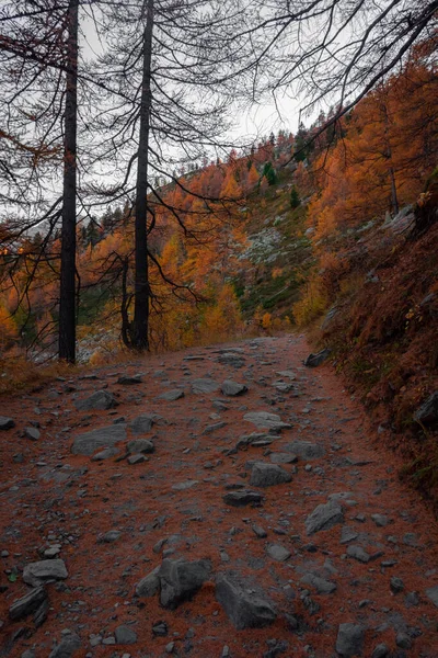 Schöner Waldweg Mit Roten Laubbäumen Den Italienischen Alpen — Stockfoto