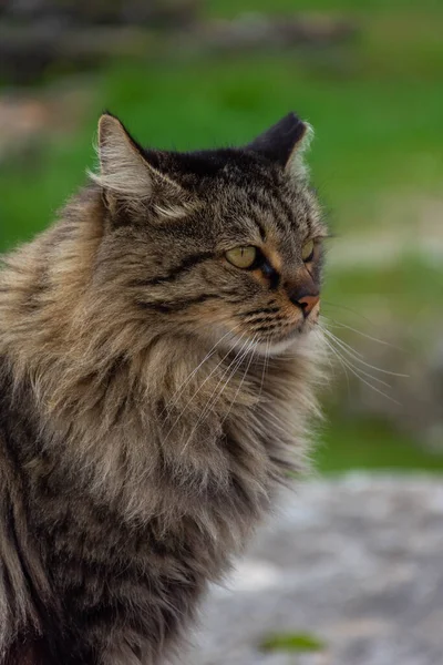 アテネで美しい野生の猫が閉じます ギリシャ — ストック写真