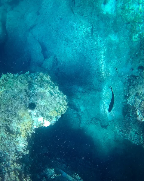Подводный Пейзаж Рыбами Дикой Природой Адриатическом Море Саленто Апулия Италия — стоковое фото